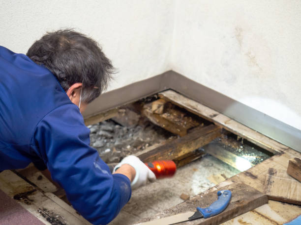 Best Kitchen Mold Remediation in Mountainside, NJ