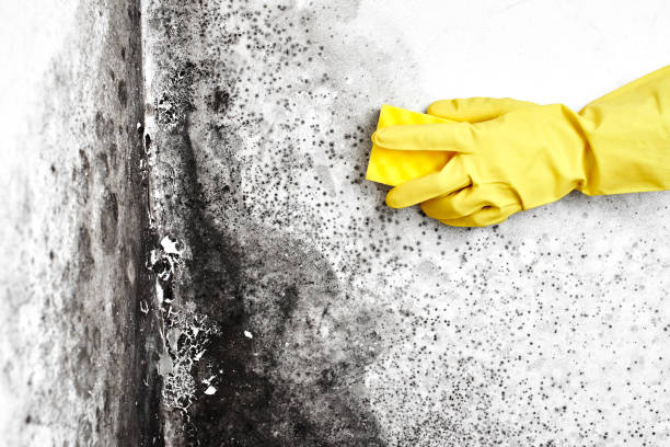 Best Post-Flood Mold Remediation in Mountainside, NJ
