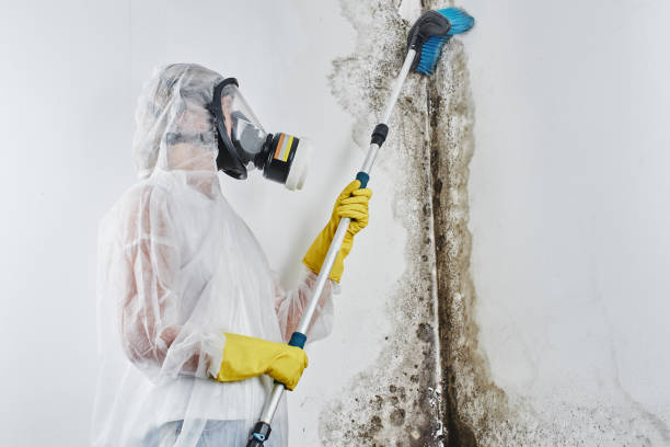 Best Emergency Mold Remediation in Mountainside, NJ