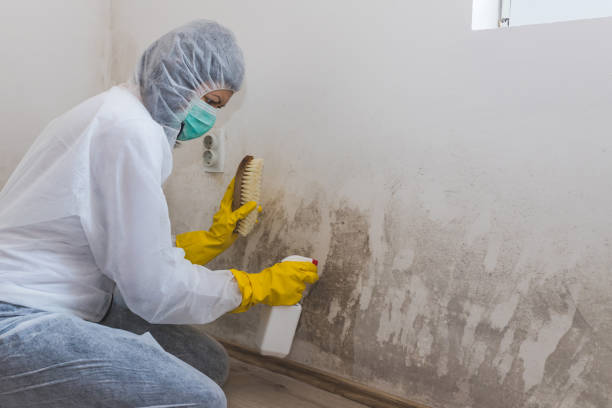 Reliable Mountainside, NJ Mold Remediation Solutions