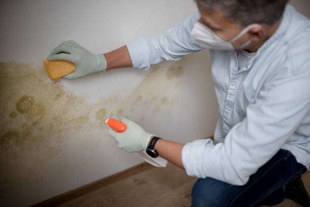 Best Attic Mold Remediation in Mountainside, NJ