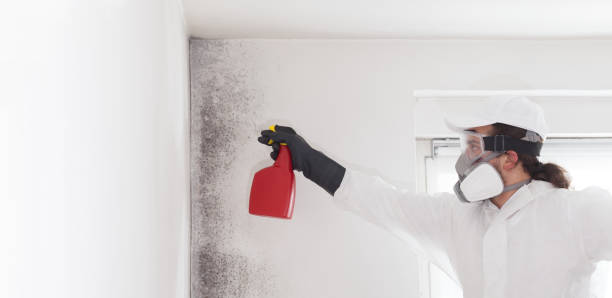 Best Crawl Space Mold Remediation in Mountainside, NJ