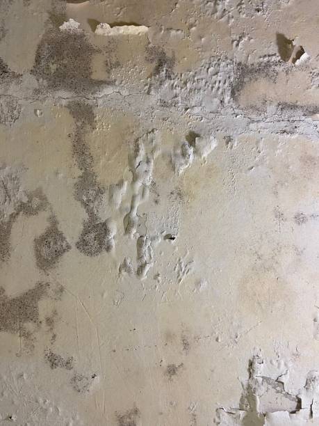 Best Health and Safety Mold Remediation in Mountainside, NJ