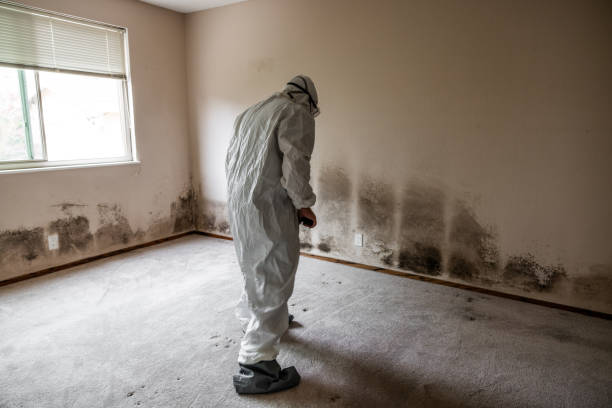 Best Residential Mold Remediation in Mountainside, NJ